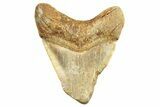 Bargain, Juvenile Fossil Megalodon Tooth From Angola - Unusual Location #258567-1